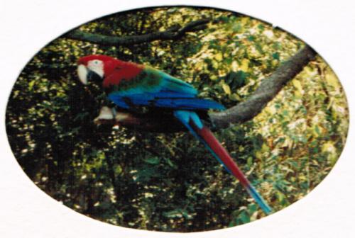 parrot